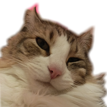 Centered Cat Image