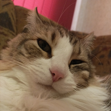 Centered Cat Image
